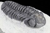 Bargain, Austerops Trilobite - Visible Eye Facets #80671-2